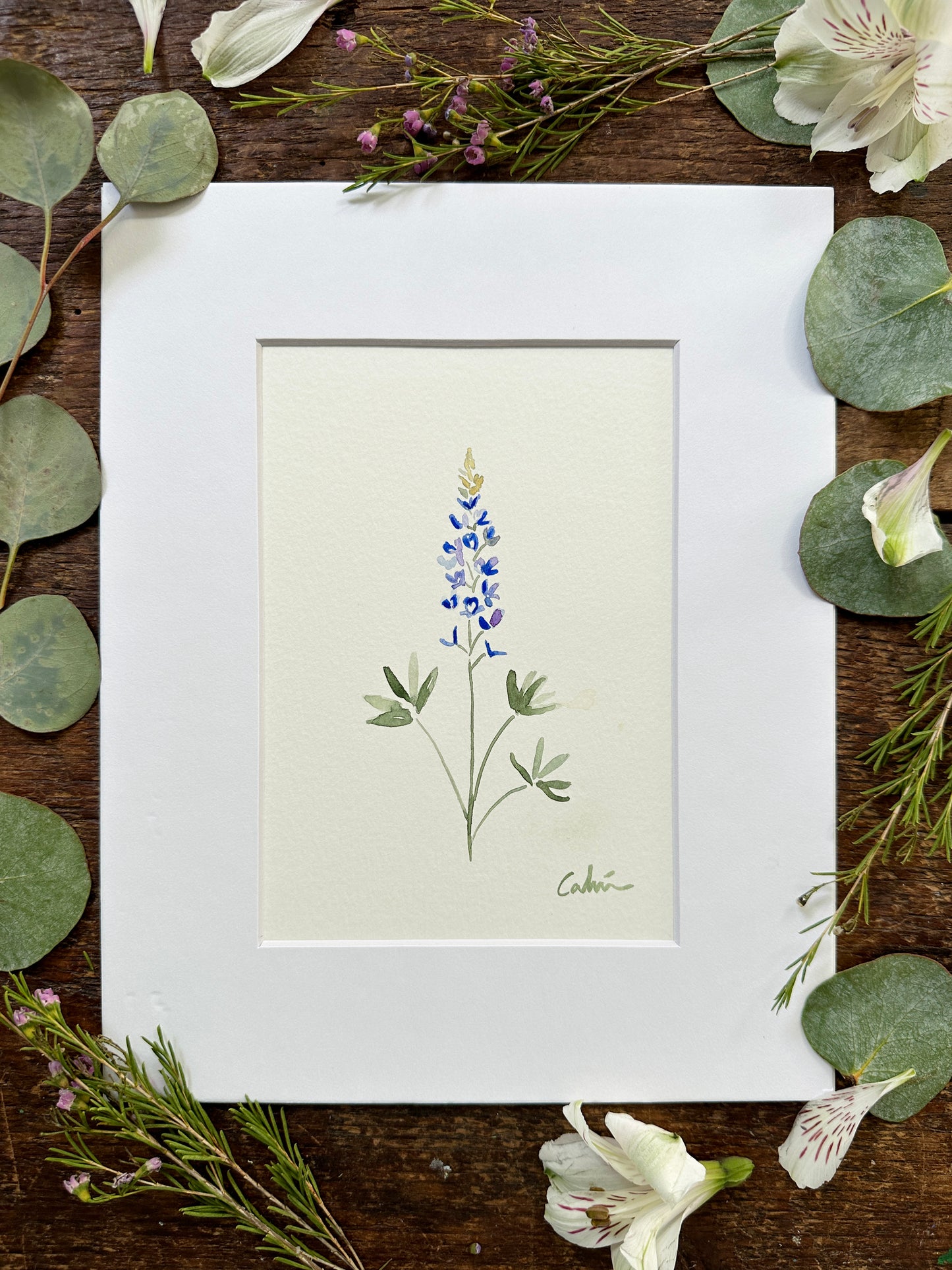 Bluebonnet Original