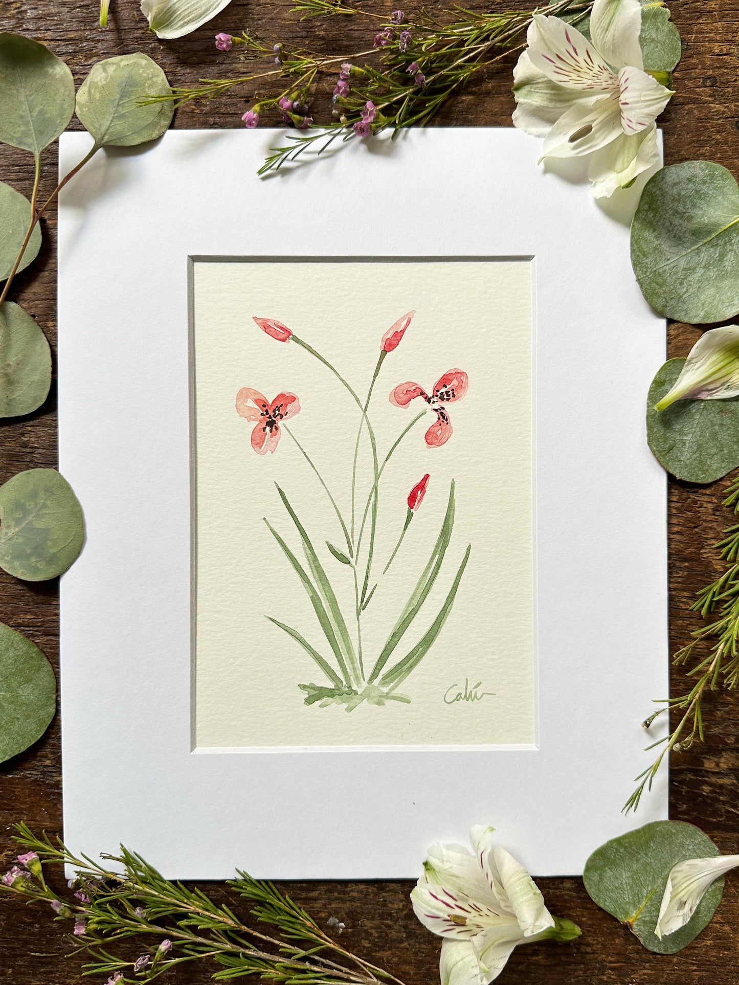 Red Iris Germanica Original