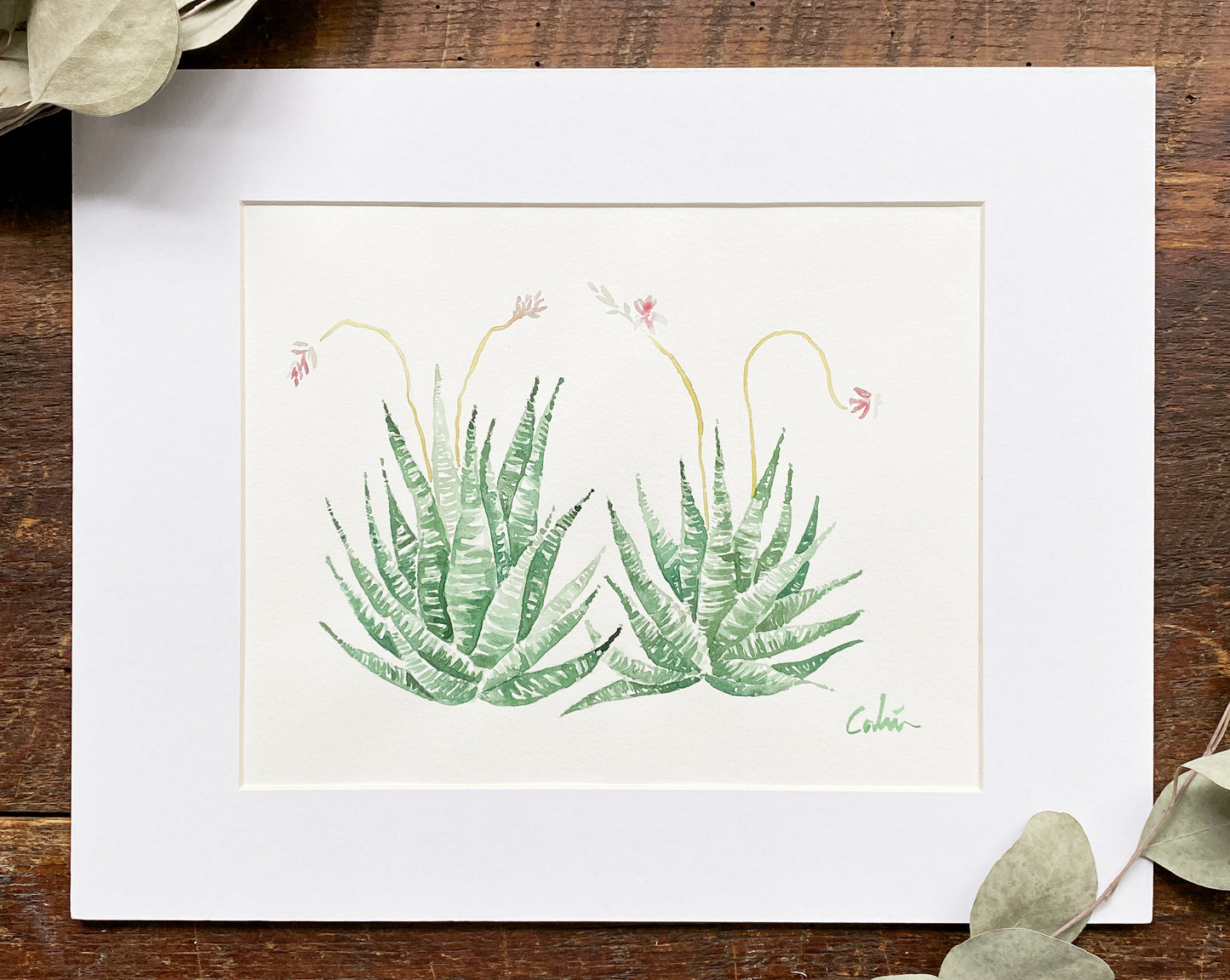 Zebra Cactuses Original