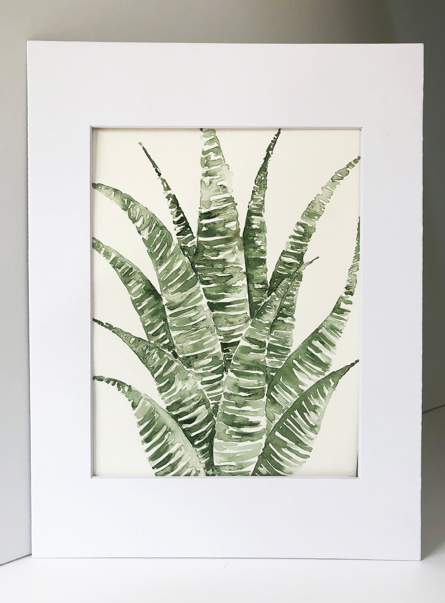 Zebra Haworthia Original