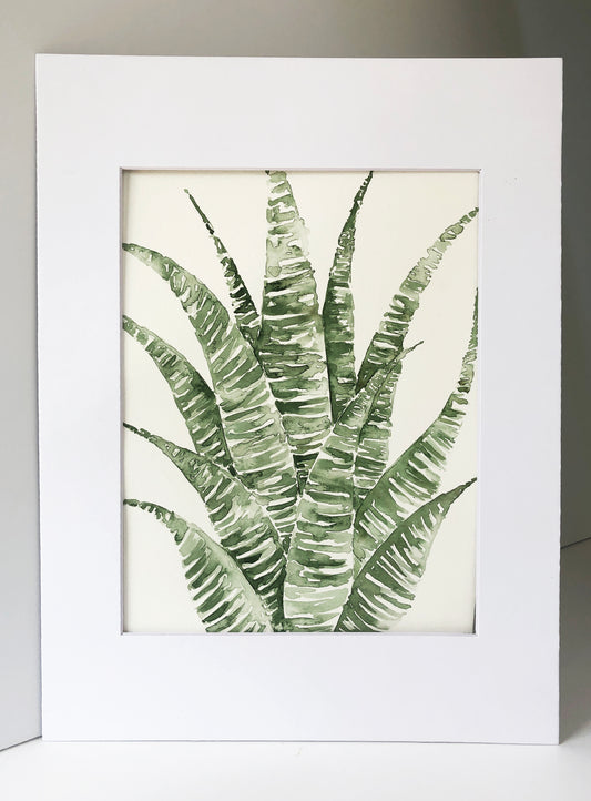 Zebra Haworthia Original