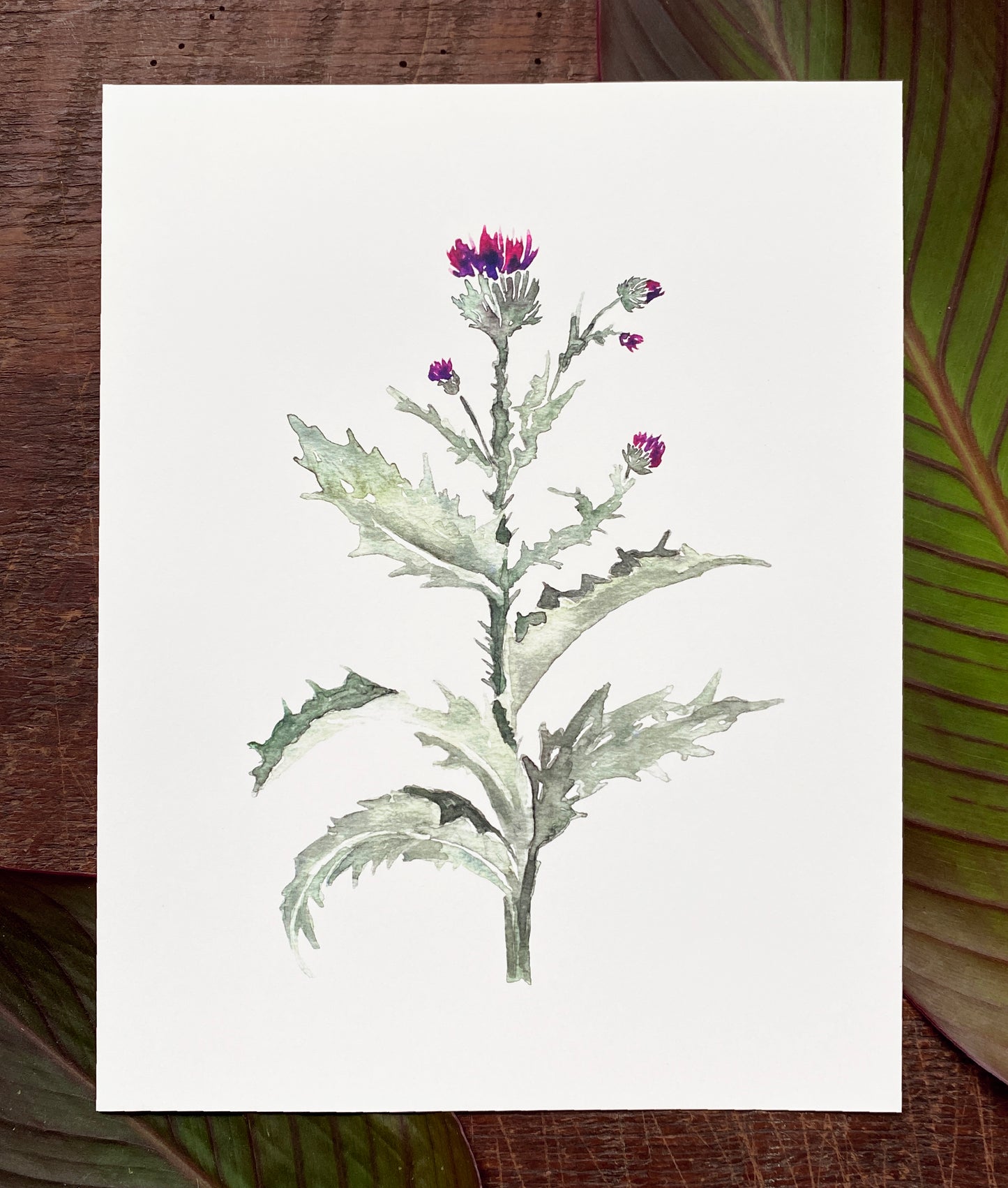 Cotton Thistle Print