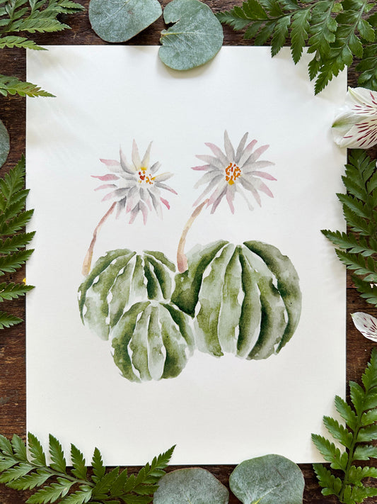 Echinopsis Cacti Print