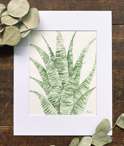 Zebra Haworthia Original