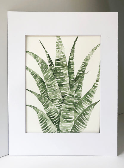 Zebra Haworthia Original